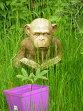 Enlightened Ape